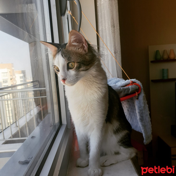 Tekir Kedi, Kedi  Bambam fotoğrafı
