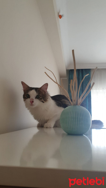 Tekir Kedi, Kedi  Bambam fotoğrafı