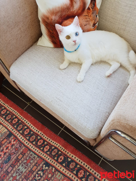 Ankara Kedisi, Kedi  misket fotoğrafı