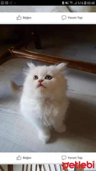 İran Kedisi (Persian), Kedi  Sakız fotoğrafı