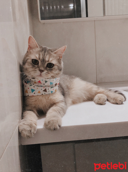 British Shorthair, Kedi  Nikki fotoğrafı