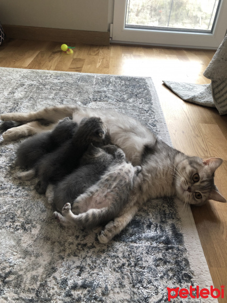 British Shorthair, Kedi  Nikki fotoğrafı