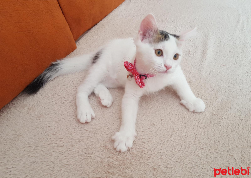 Ankara Kedisi, Kedi  Cimcik fotoğrafı