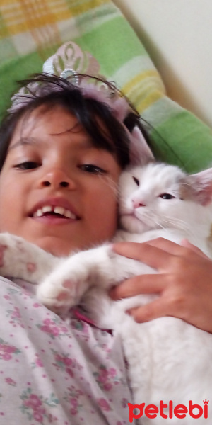 Ankara Kedisi, Kedi  Cimcik fotoğrafı