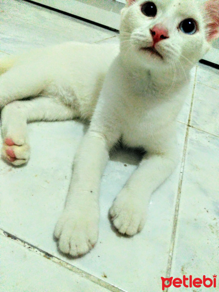 Tekir Kedi, Kedi  Beyaz fotoğrafı