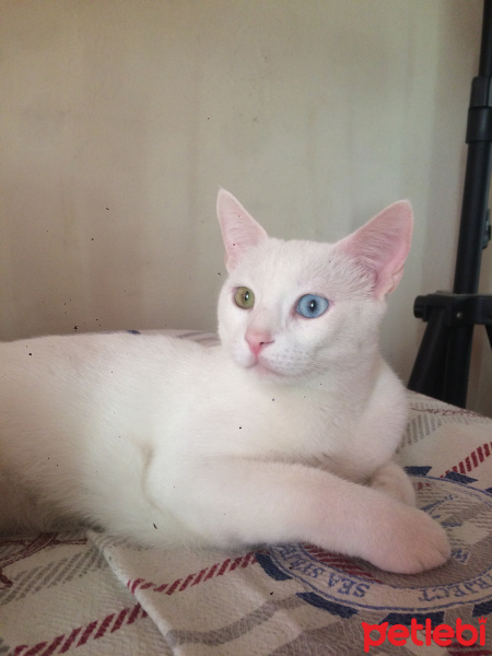 Tekir Kedi, Kedi  Beyaz fotoğrafı