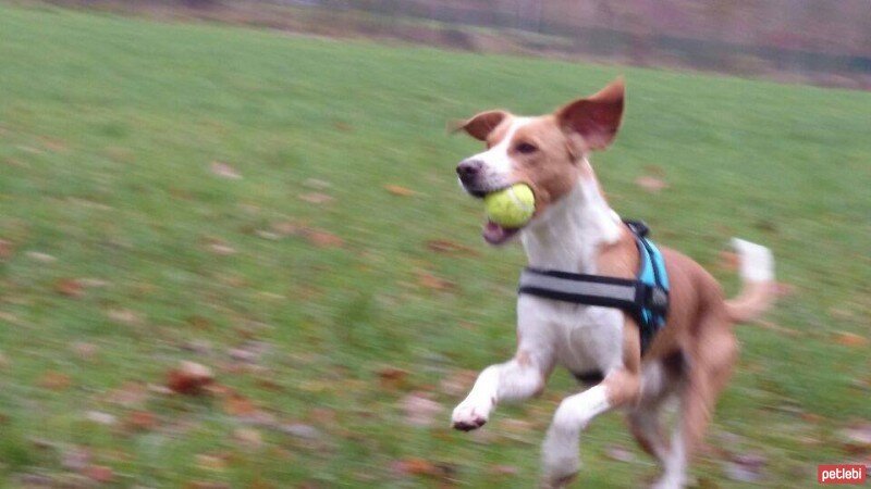 Beagle, Köpek  Dost fotoğrafı