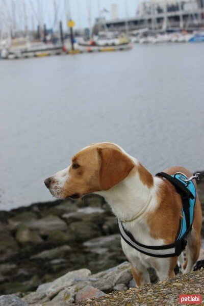 Beagle, Köpek  Dost fotoğrafı