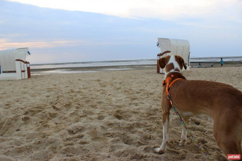 Beagle, Köpek  Dost fotoğrafı