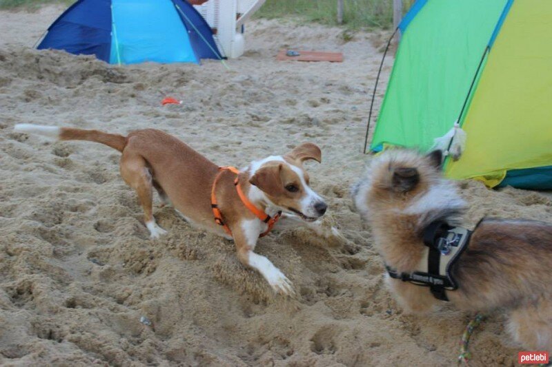 Beagle, Köpek  Dost fotoğrafı