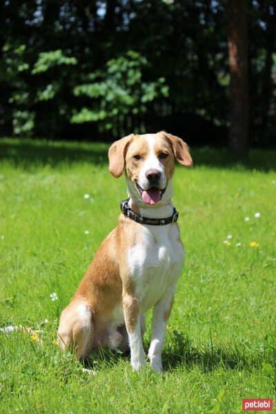 Beagle, Köpek  Dost fotoğrafı