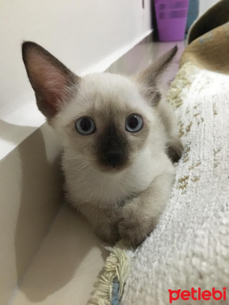 Siyam Kedisi, Kedi  Asil fotoğrafı
