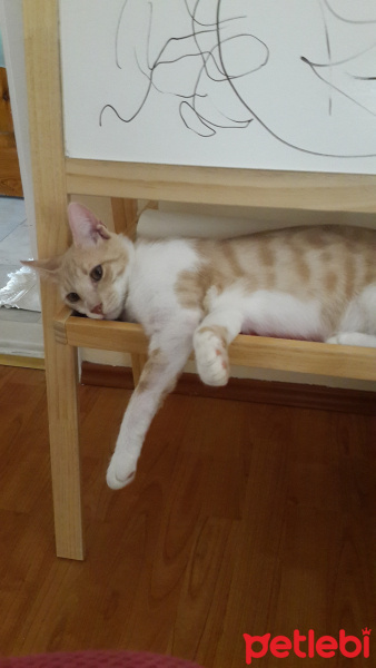 Tekir Kedi, Kedi  Kaju fotoğrafı