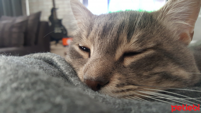 Tekir Kedi, Kedi  Bit fotoğrafı