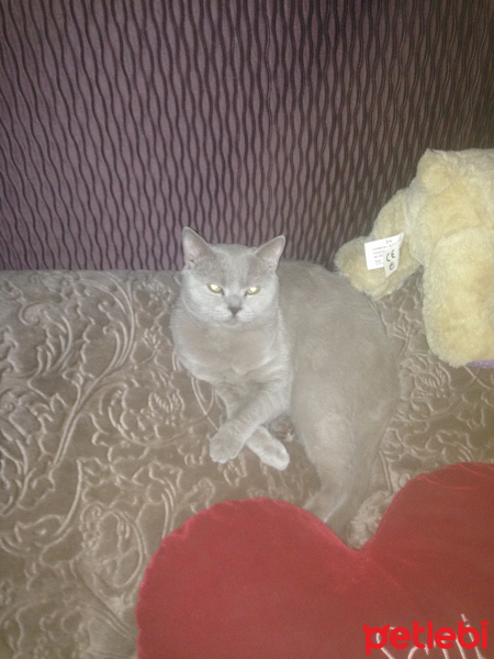 British Shorthair, Kedi  Bady fotoğrafı