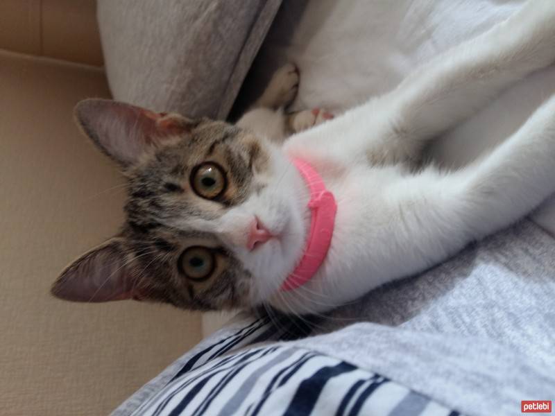 Tekir Kedi, Kedi  Mestan fotoğrafı