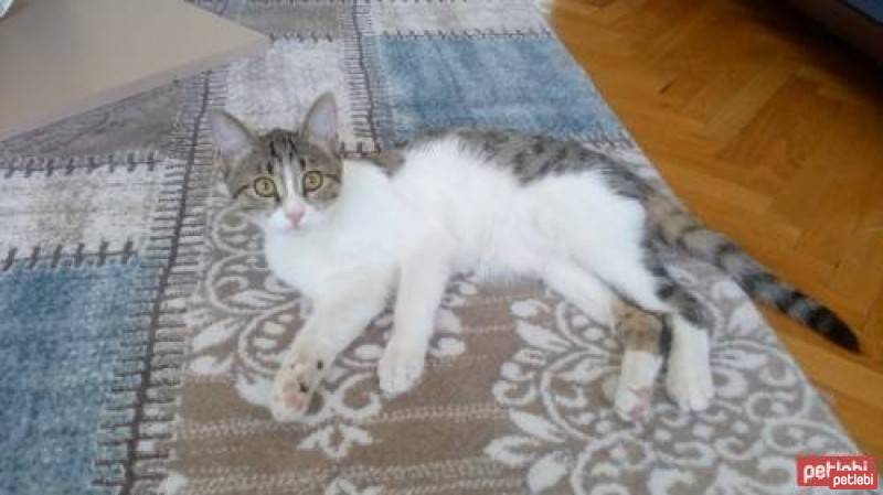 Tekir Kedi, Kedi  Mestan fotoğrafı