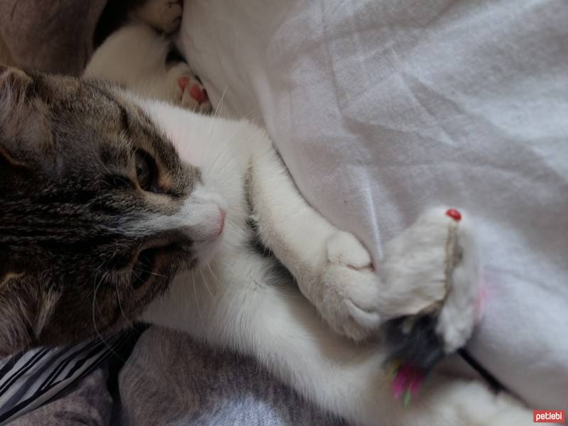 Tekir Kedi, Kedi  Mestan fotoğrafı