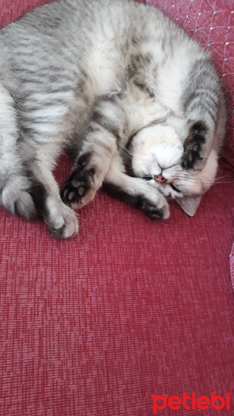 British Shorthair, Kedi  Çikolata fotoğrafı