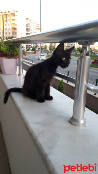 Tekir Kedi, Kedi  Gece fotoğrafı