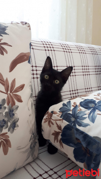 Tekir Kedi, Kedi  Gece fotoğrafı