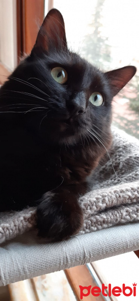 Tekir Kedi, Kedi  Gece fotoğrafı