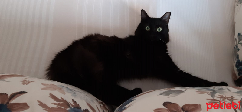 Tekir Kedi, Kedi  Gece fotoğrafı