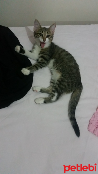 Tekir Kedi, Kedi  tokyo fotoğrafı