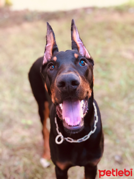 Doberman Pinscher, Köpek  ARES fotoğrafı