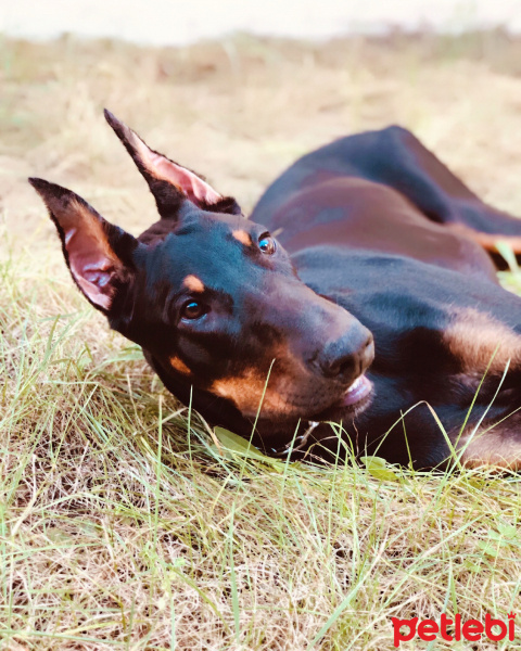 Doberman Pinscher, Köpek  ARES fotoğrafı