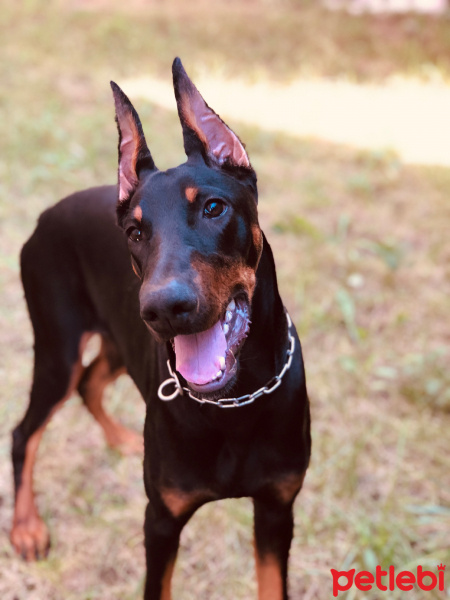 Doberman Pinscher, Köpek  ARES fotoğrafı