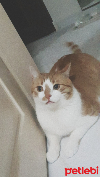 Sarman, Kedi  Leo fotoğrafı