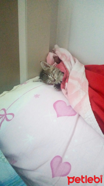 Tekir Kedi, Kedi  Mayıs fotoğrafı