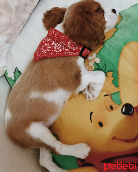 Cavalier King Charles Spanieli, Köpek  Dolly fotoğrafı