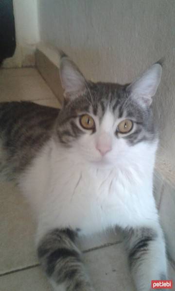 Tekir Kedi, Kedi  turta fotoğrafı