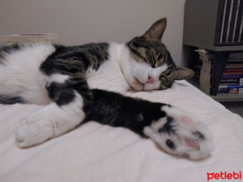 Tekir Kedi, Kedi  Hector fotoğrafı