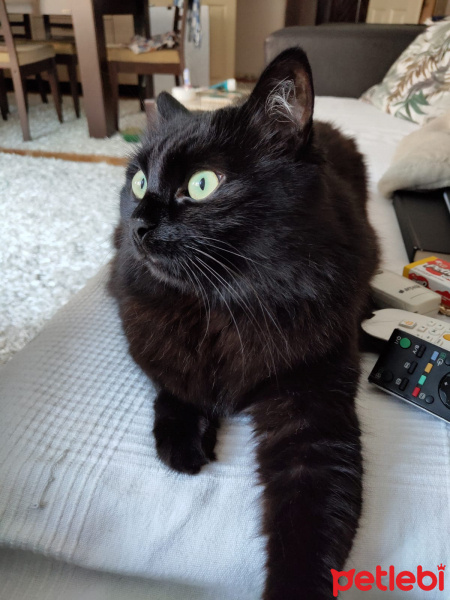Bombay, Kedi  Capak fotoğrafı