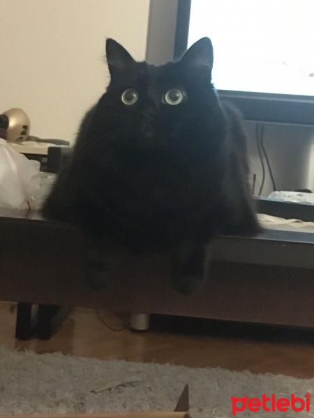Bombay, Kedi  Capak fotoğrafı