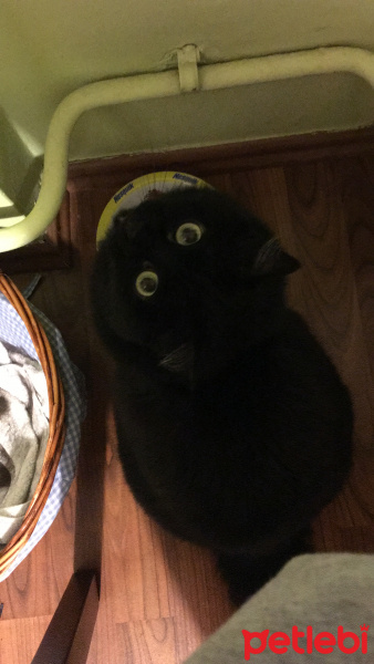 Bombay, Kedi  Capak fotoğrafı