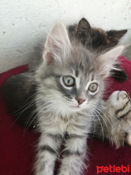 Tekir Kedi, Kedi  Minnos fotoğrafı