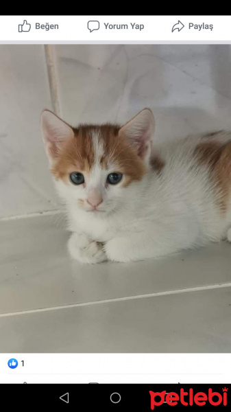 Sarman, Kedi  Pekmez fotoğrafı