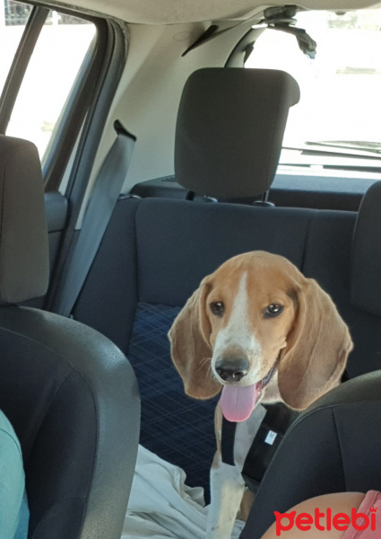 Beagle, Köpek  Tarçın fotoğrafı