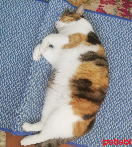 Soke, Kedi  nakşi fotoğrafı