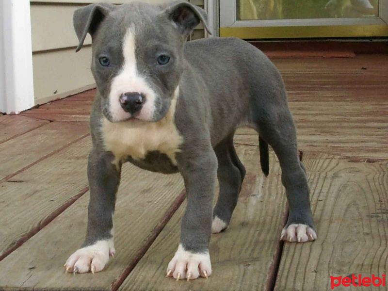 Amerikan Staffordshire Terrier, Köpek  Eos fotoğrafı