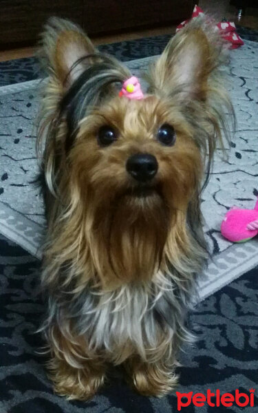 Silky Terrier, Köpek  Pipet fotoğrafı