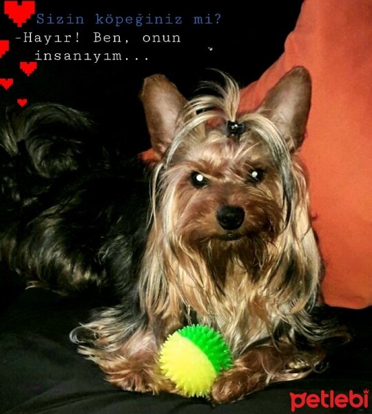 Silky Terrier, Köpek  Pipet fotoğrafı