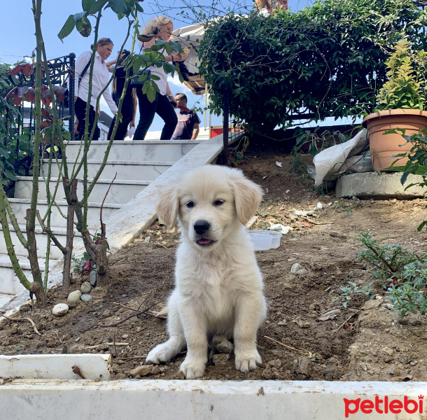 Golden Retriever, Köpek  Goldie fotoğrafı