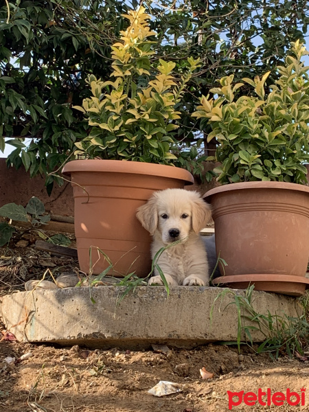 Golden Retriever, Köpek  Goldie fotoğrafı