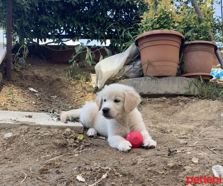 Golden Retriever, Köpek  Goldie fotoğrafı