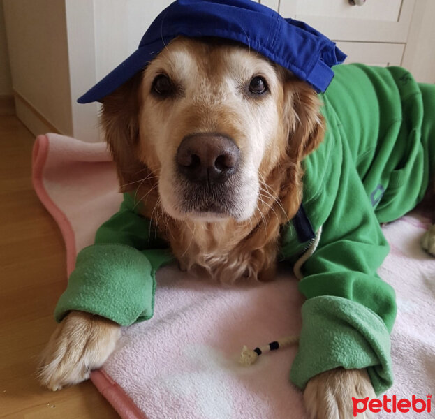 Golden Retriever, Köpek  Tarçın fotoğrafı